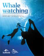 Whale Watching